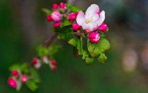 Preview wallpaper flowers, branches, blur, bloom