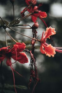 Preview wallpaper flowers, branches, buds, leaves