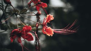 Preview wallpaper flowers, branches, buds, leaves