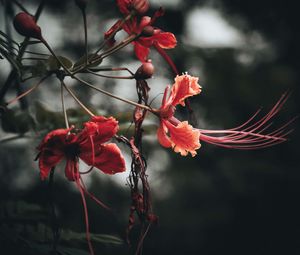 Preview wallpaper flowers, branches, buds, leaves
