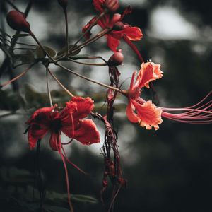 Preview wallpaper flowers, branches, buds, leaves