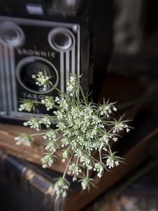 Preview wallpaper flowers, branches, camera, aesthetics