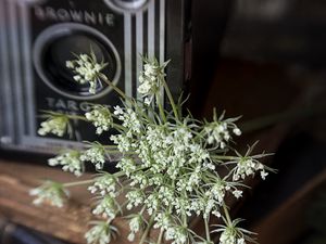Preview wallpaper flowers, branches, camera, aesthetics