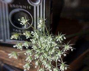 Preview wallpaper flowers, branches, camera, aesthetics