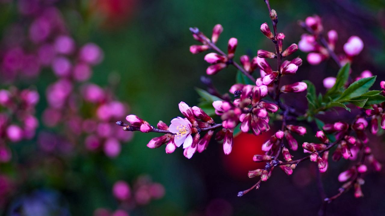 Wallpaper flowers, branches, color, colorful, shade