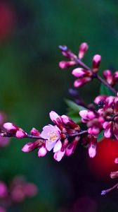 Preview wallpaper flowers, branches, color, colorful, shade