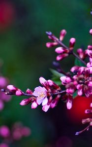 Preview wallpaper flowers, branches, color, colorful, shade