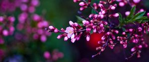 Preview wallpaper flowers, branches, color, colorful, shade