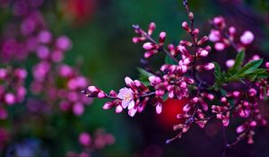 Preview wallpaper flowers, branches, color, colorful, shade