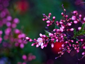 Preview wallpaper flowers, branches, color, colorful, shade