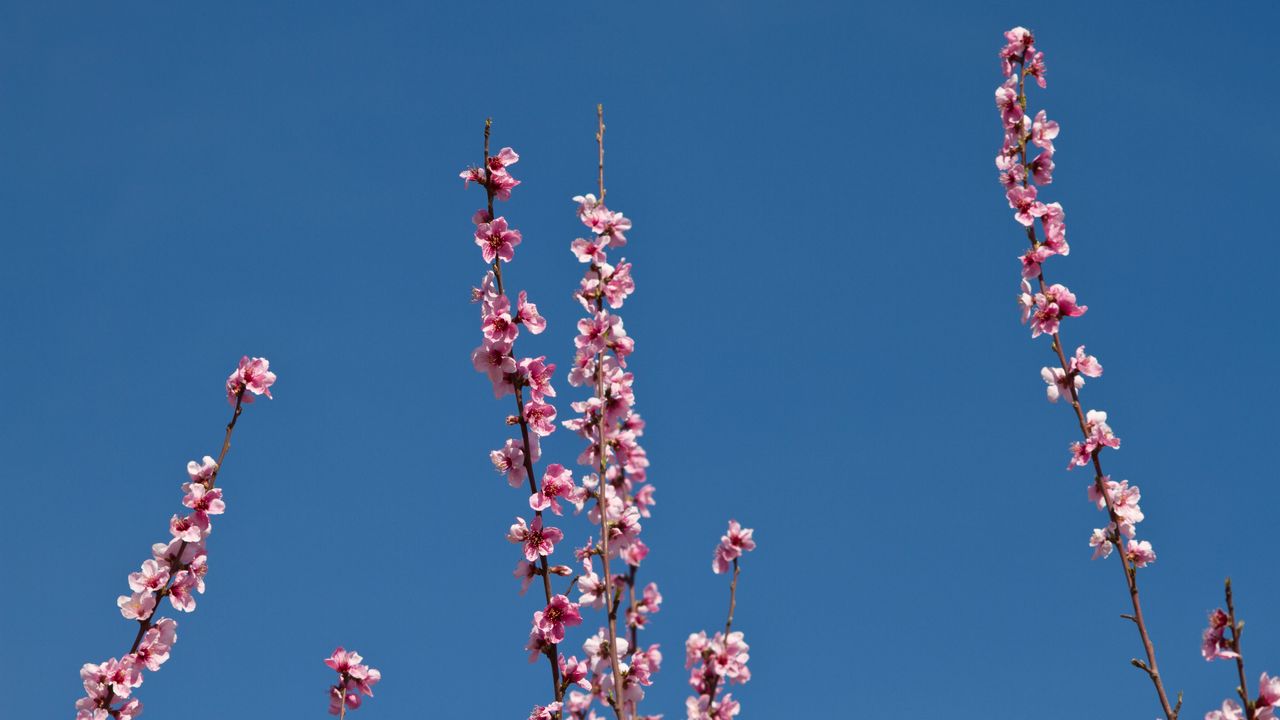 Wallpaper flowers, branches, flowering, petals, sky