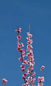 Preview wallpaper flowers, branches, flowering, petals, sky