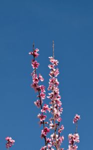 Preview wallpaper flowers, branches, flowering, petals, sky