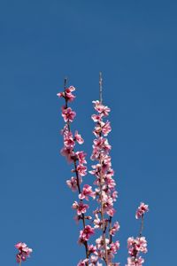 Preview wallpaper flowers, branches, flowering, petals, sky