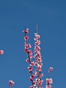 Preview wallpaper flowers, branches, flowering, petals, sky