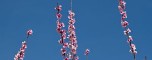 Preview wallpaper flowers, branches, flowering, petals, sky