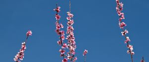 Preview wallpaper flowers, branches, flowering, petals, sky