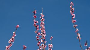 Preview wallpaper flowers, branches, flowering, petals, sky