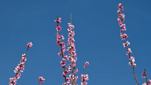 Preview wallpaper flowers, branches, flowering, petals, sky