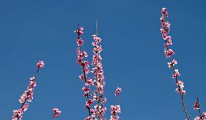 Preview wallpaper flowers, branches, flowering, petals, sky