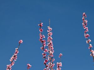 Preview wallpaper flowers, branches, flowering, petals, sky