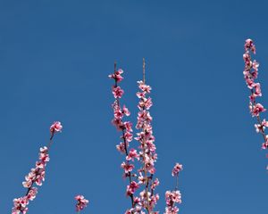 Preview wallpaper flowers, branches, flowering, petals, sky