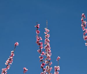 Preview wallpaper flowers, branches, flowering, petals, sky