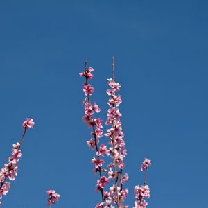 Preview wallpaper flowers, branches, flowering, petals, sky