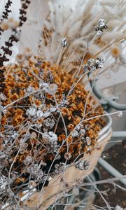 Preview wallpaper flowers, branches, herbarium, dry