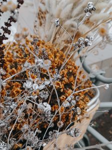 Preview wallpaper flowers, branches, herbarium, dry