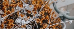 Preview wallpaper flowers, branches, herbarium, dry