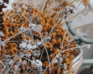 Preview wallpaper flowers, branches, herbarium, dry