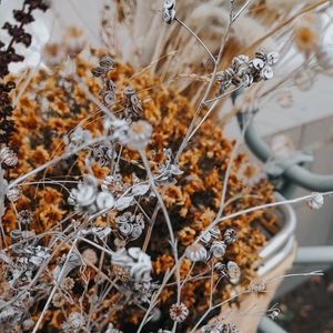 Preview wallpaper flowers, branches, herbarium, dry