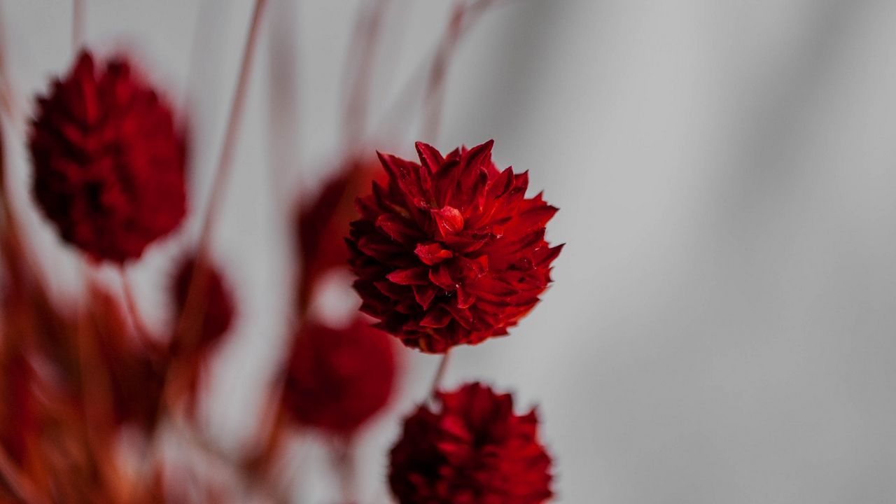 Wallpaper flowers, branches, herbarium, dry, red