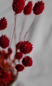 Preview wallpaper flowers, branches, herbarium, dry, red