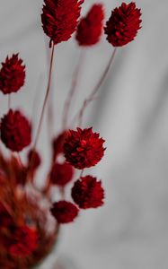 Preview wallpaper flowers, branches, herbarium, dry, red
