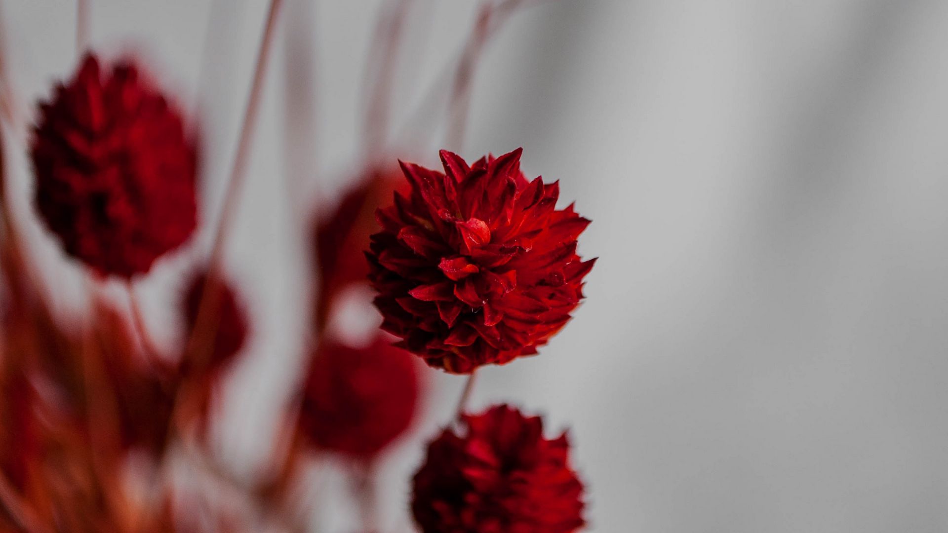 Download wallpaper 1920x1080 flowers, branches, herbarium, dry, red