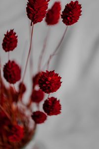 Preview wallpaper flowers, branches, herbarium, dry, red