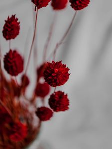 Preview wallpaper flowers, branches, herbarium, dry, red