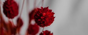 Preview wallpaper flowers, branches, herbarium, dry, red