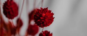 Preview wallpaper flowers, branches, herbarium, dry, red