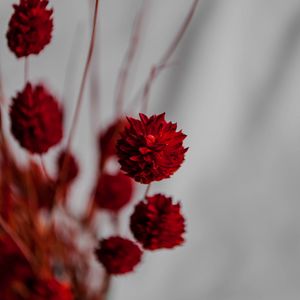 Preview wallpaper flowers, branches, herbarium, dry, red