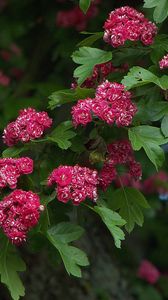 Preview wallpaper flowers, branches, herbs, tree, leaves, beauty