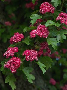 Preview wallpaper flowers, branches, herbs, tree, leaves, beauty