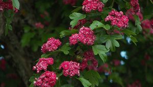 Preview wallpaper flowers, branches, herbs, tree, leaves, beauty