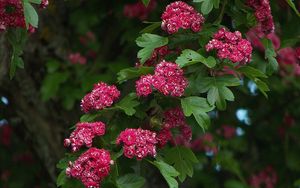 Preview wallpaper flowers, branches, herbs, tree, leaves, beauty