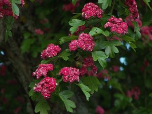 Preview wallpaper flowers, branches, herbs, tree, leaves, beauty