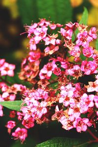 Preview wallpaper flowers, branches, herbs, petals, leaves