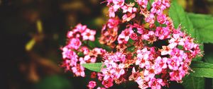 Preview wallpaper flowers, branches, herbs, petals, leaves