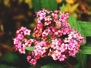 Preview wallpaper flowers, branches, herbs, petals, leaves